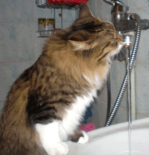 кот пьёт из крана